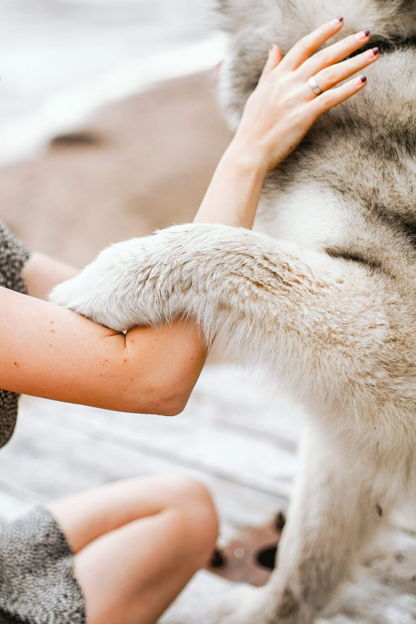 Dies ist ein Foto, das einen Hund zeigt, dessen Gesicht abgeschnitten ist und der mit seiner Pfote den Arm einer Frau berührt. Bei der Frau sieht man nur den Arm.